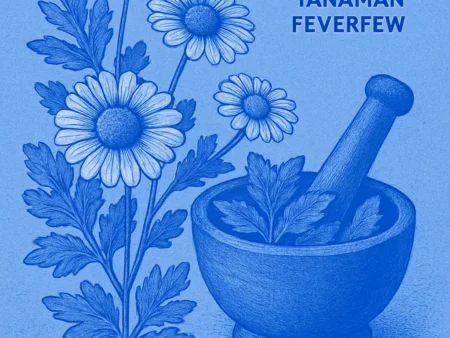 Mengatasi Migrain dengan Ramuan Herbal dari Tanaman Feverfew